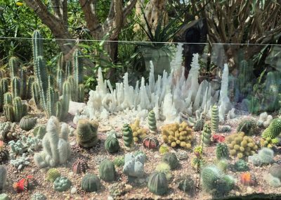 cactus at gardens by the bay